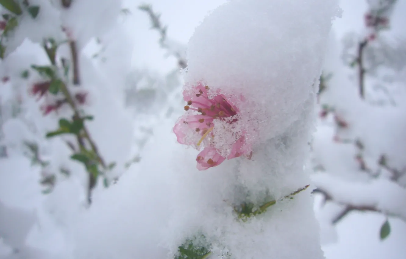 Photo wallpaper snow, April, moldova