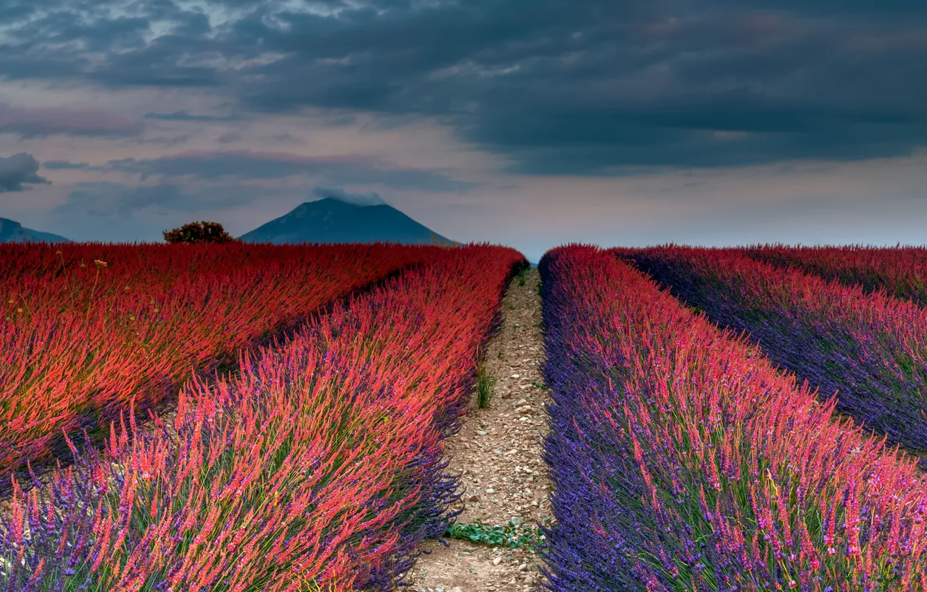 Photo wallpaper field, the sky, clouds, flowers, mountains, clouds, pebbles, the evening
