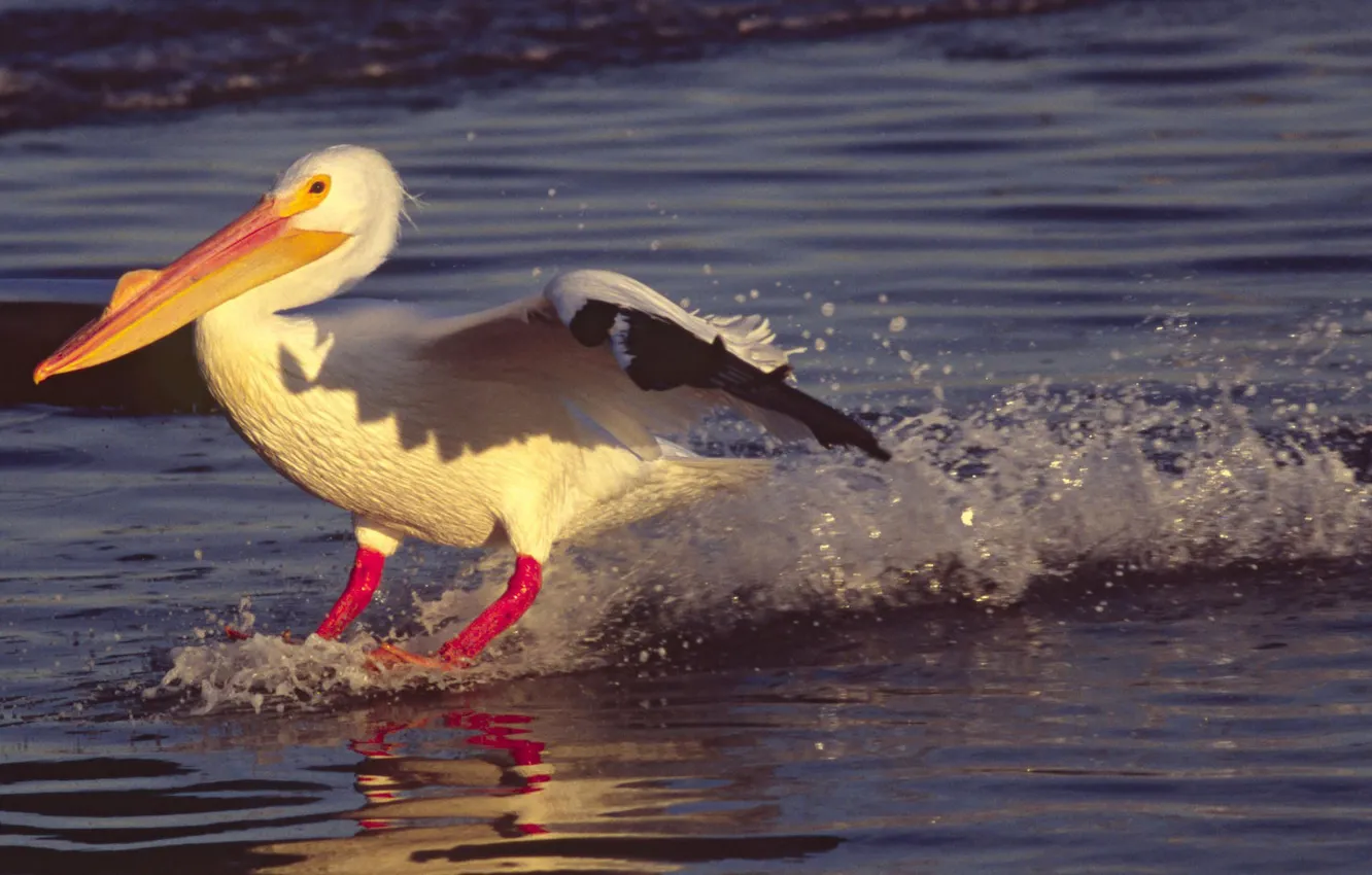 Photo wallpaper bird, beak, Pelican