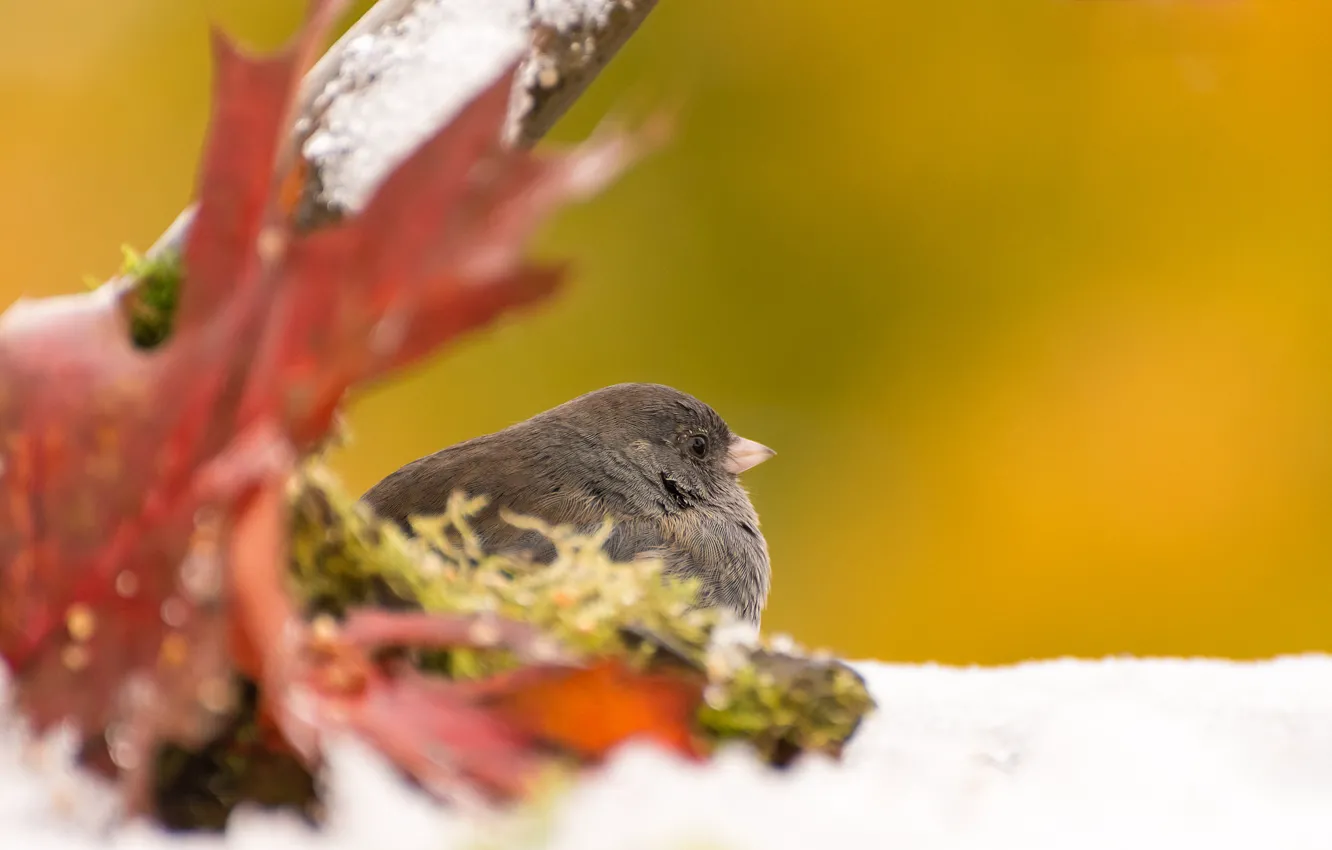 Photo wallpaper autumn, leaves, bird, Gray Junco