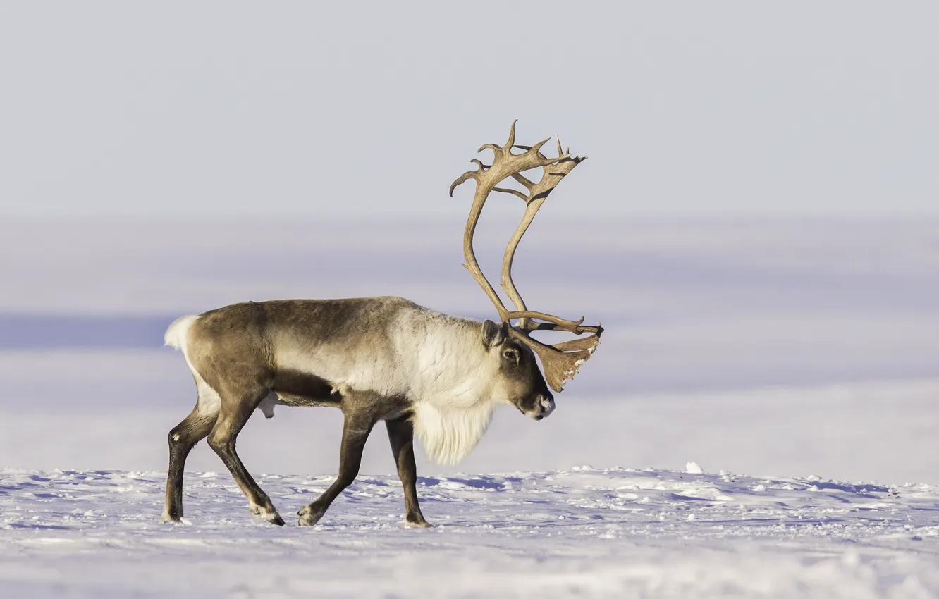 Photo wallpaper snow, horns, tundra, reindeer