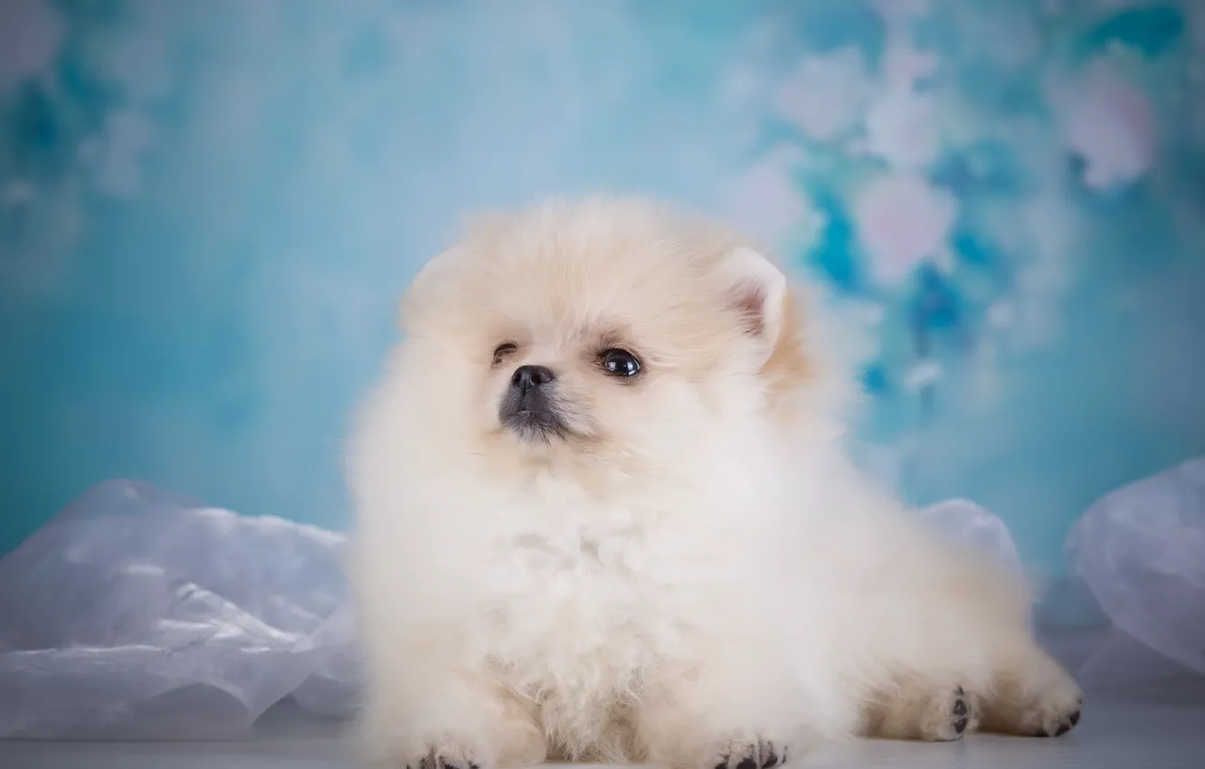 Photo wallpaper baby, puppy, fabric, blue background