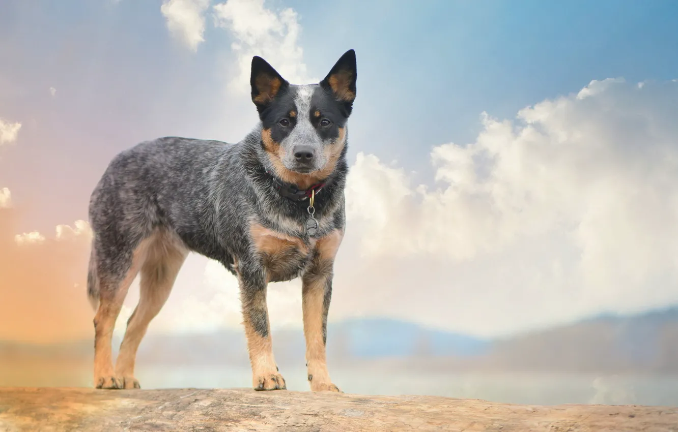 Photo wallpaper look, each, dog, Australian Cattle Dogs