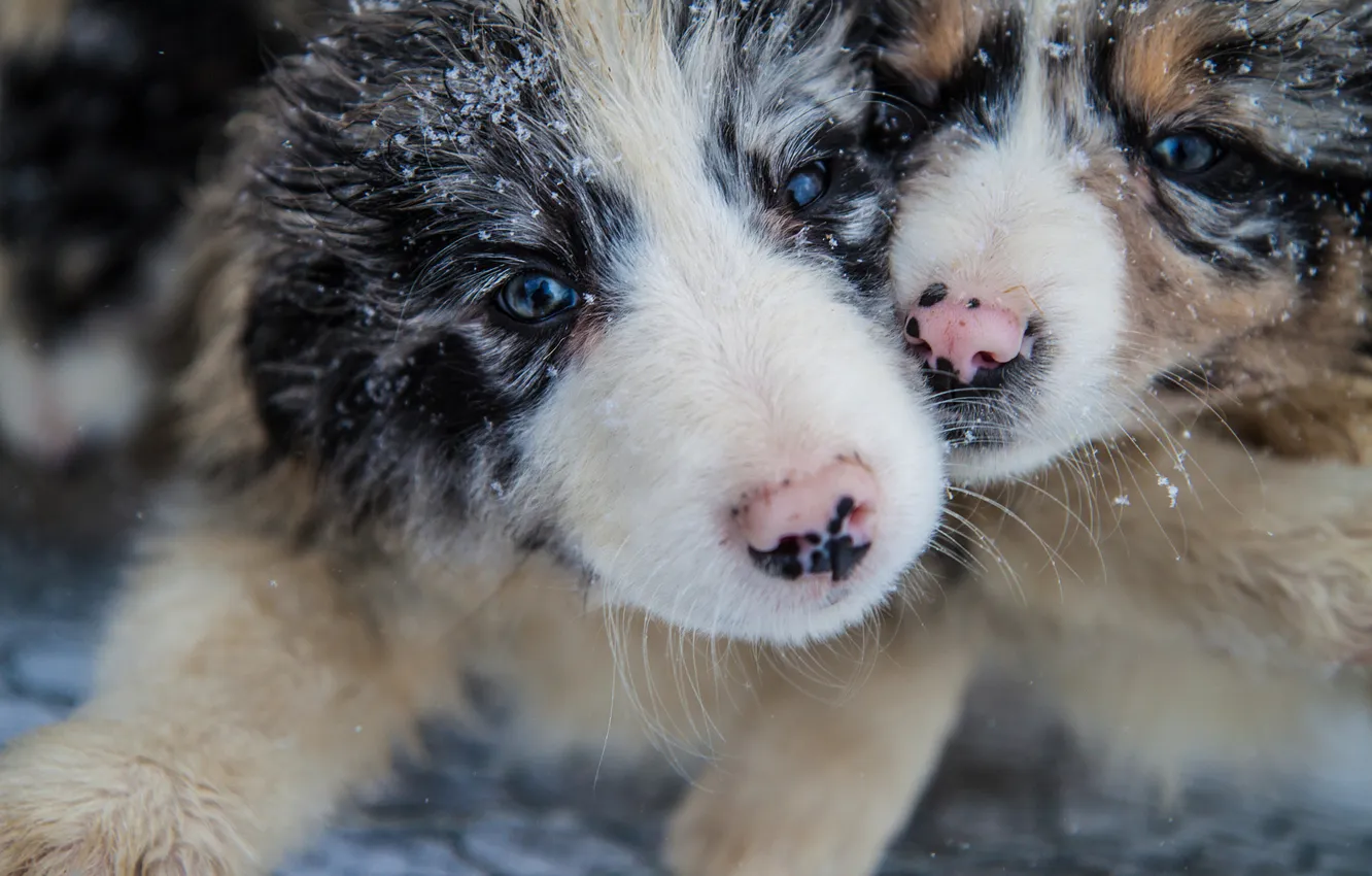 Photo wallpaper winter, look, snow, nature, pose, the game, dog, baby