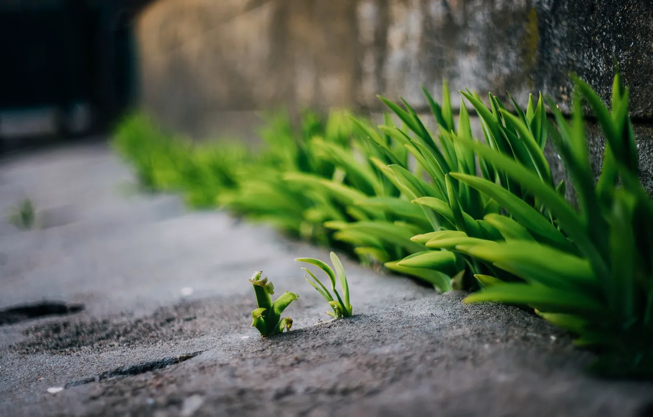 Photo wallpaper grass, asphalt, spring, bokeh