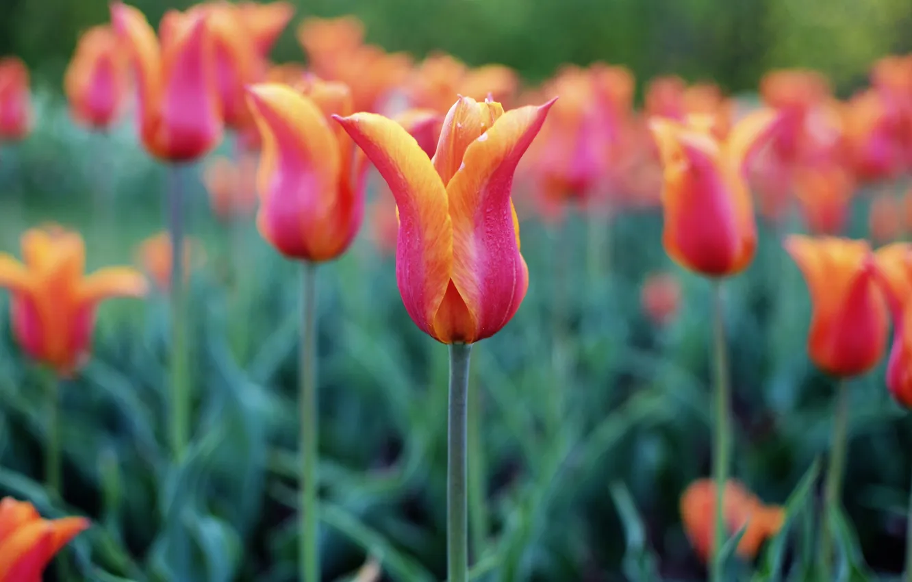 Photo wallpaper flowers, red, spring, garden, stem, tulips, buds, flowerbed
