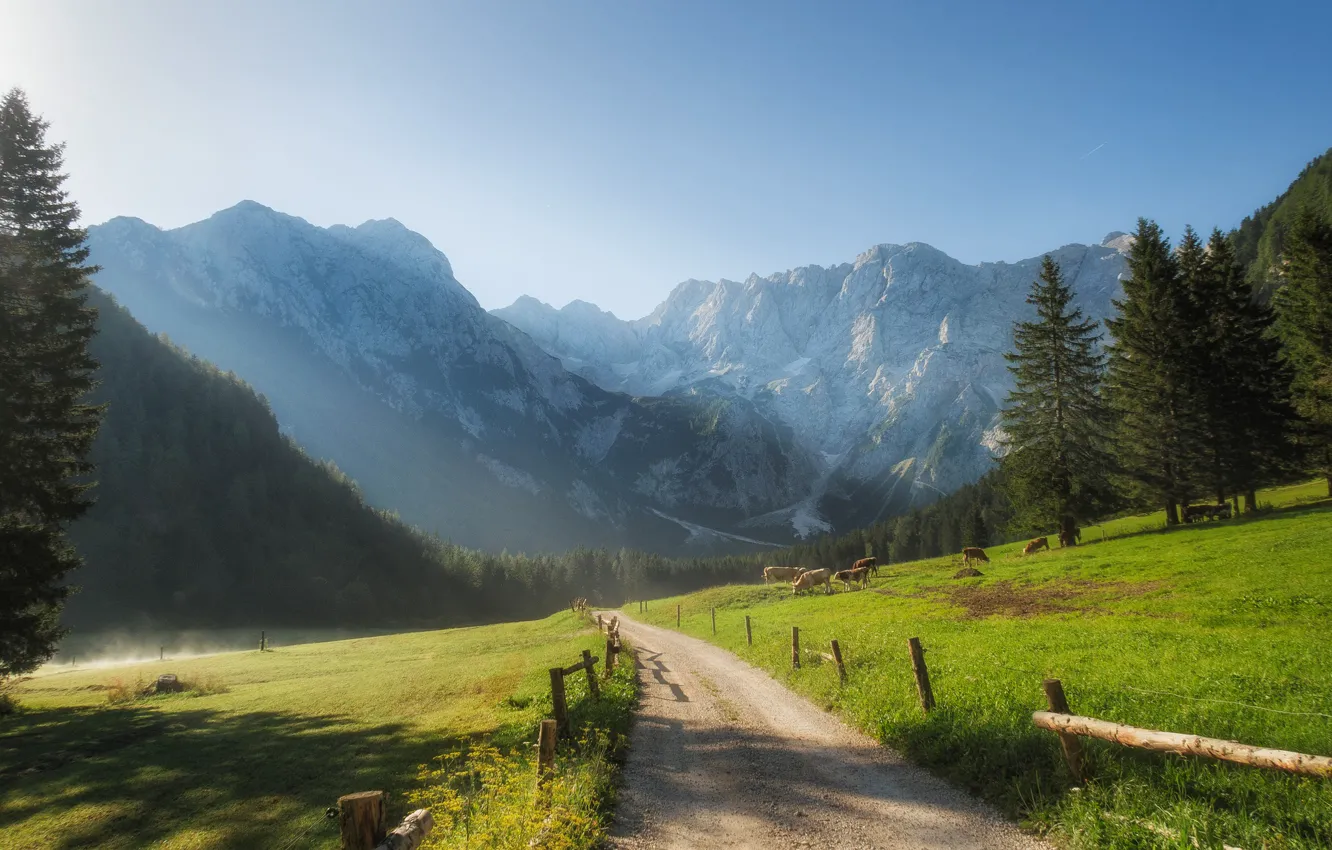 Photo wallpaper road, mountains, morning, ate, valley, cows, Slovenia