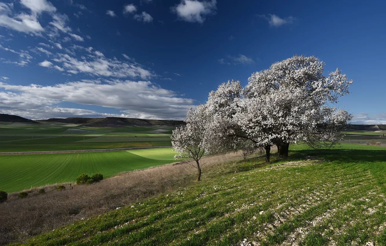 Photo wallpaper field, trees, blue, spring, flowering