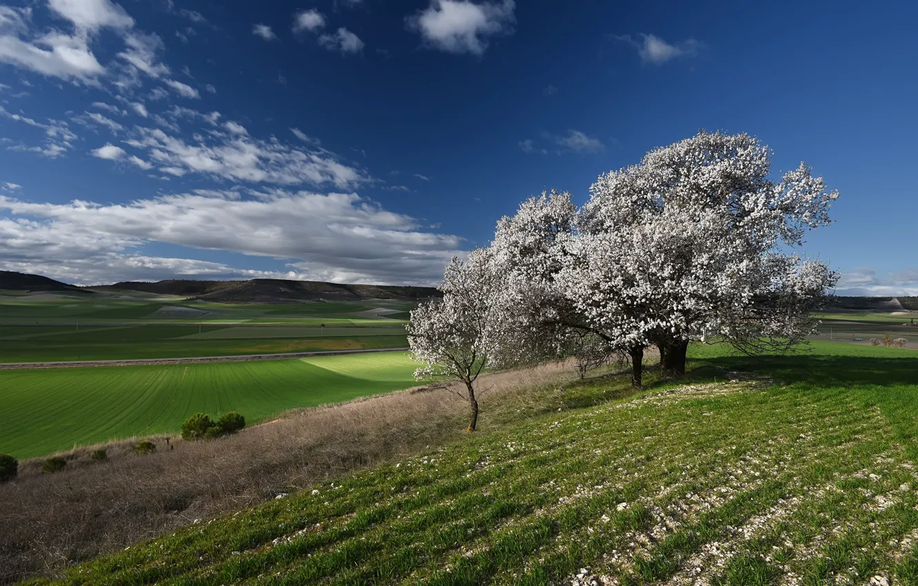 Photo wallpaper field, blue, tree, spring, flowering