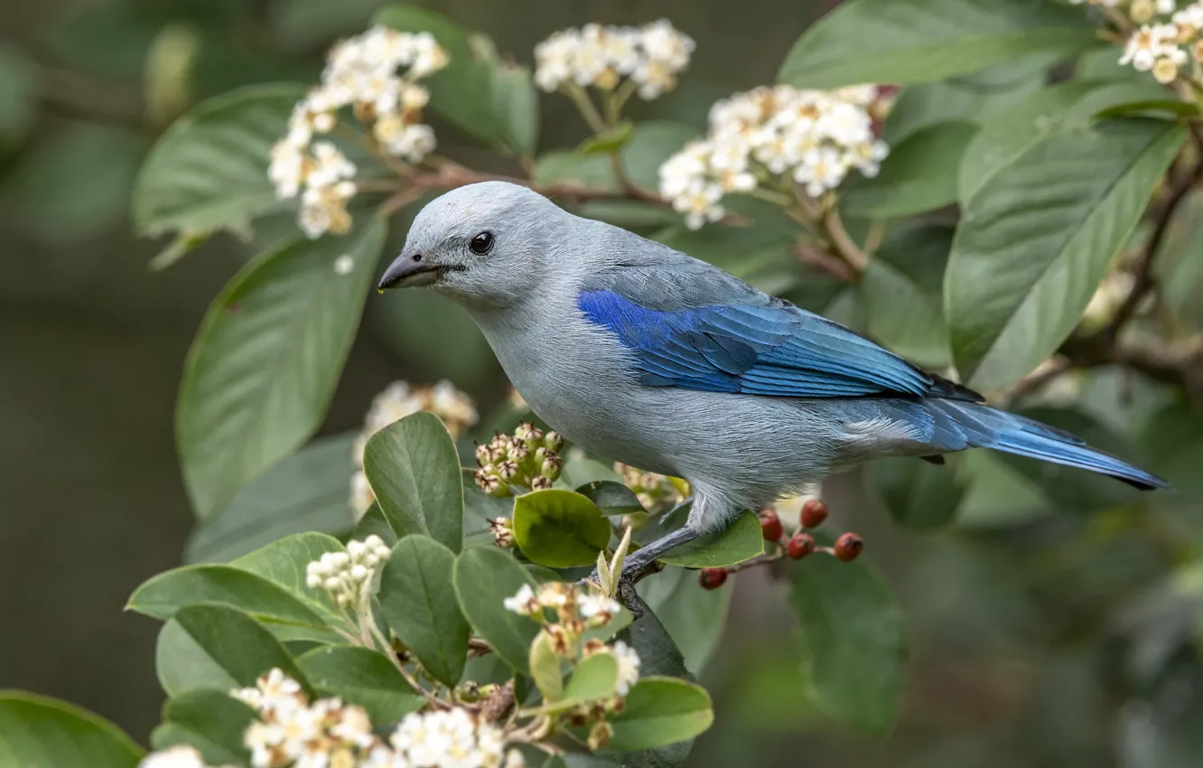 Photo wallpaper branches, blue, bird, the bushes