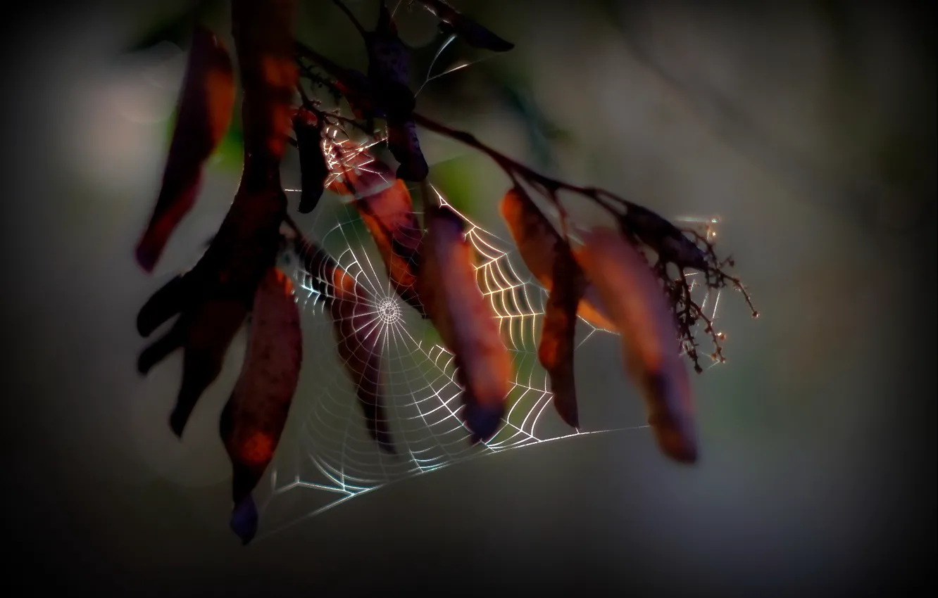 Photo wallpaper macro, branches, web