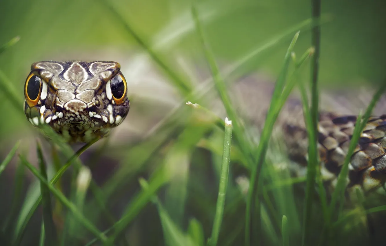 Photo wallpaper grass, eyes, snake, aggression