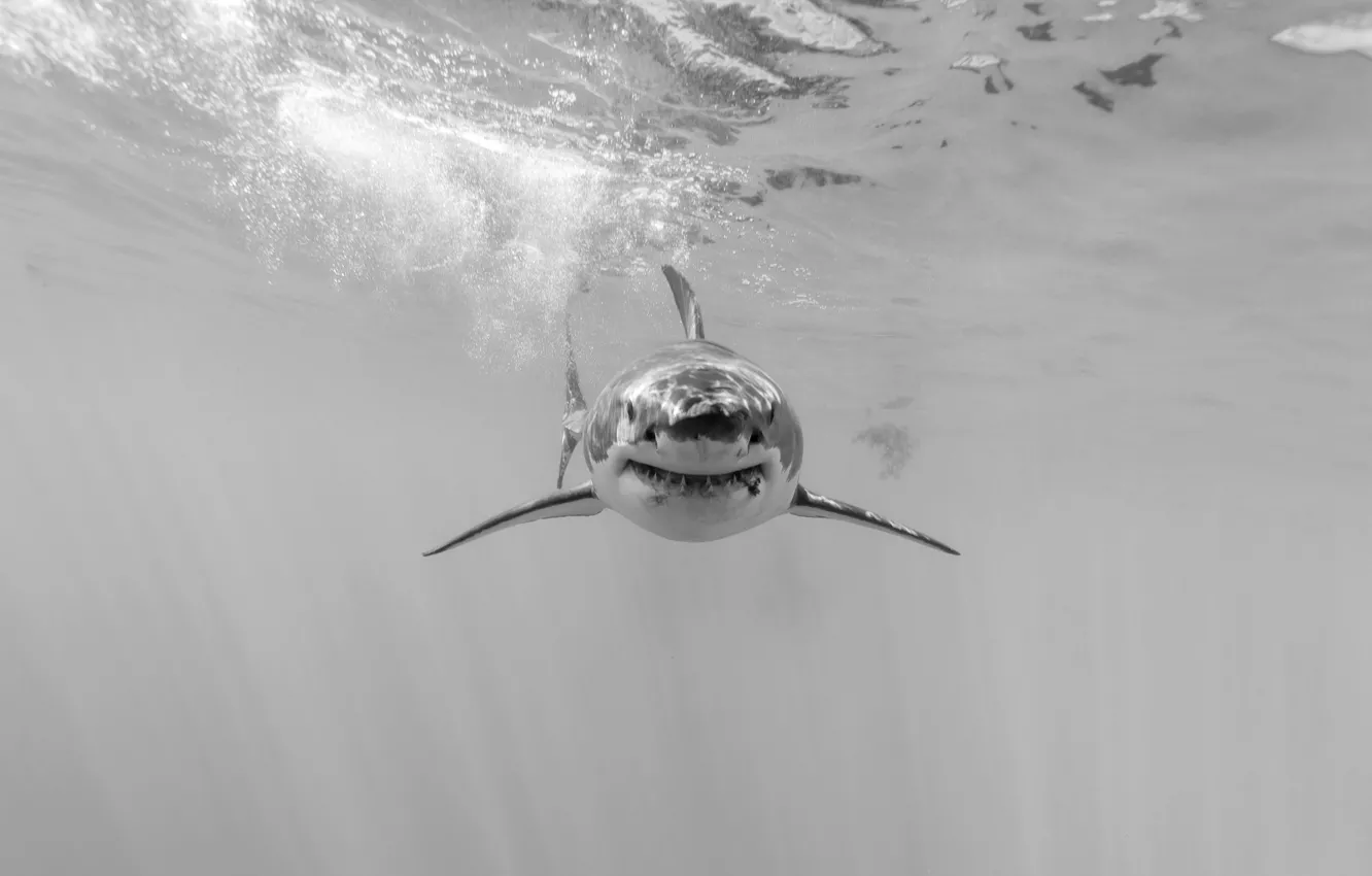 Photo wallpaper sea, nature, shark