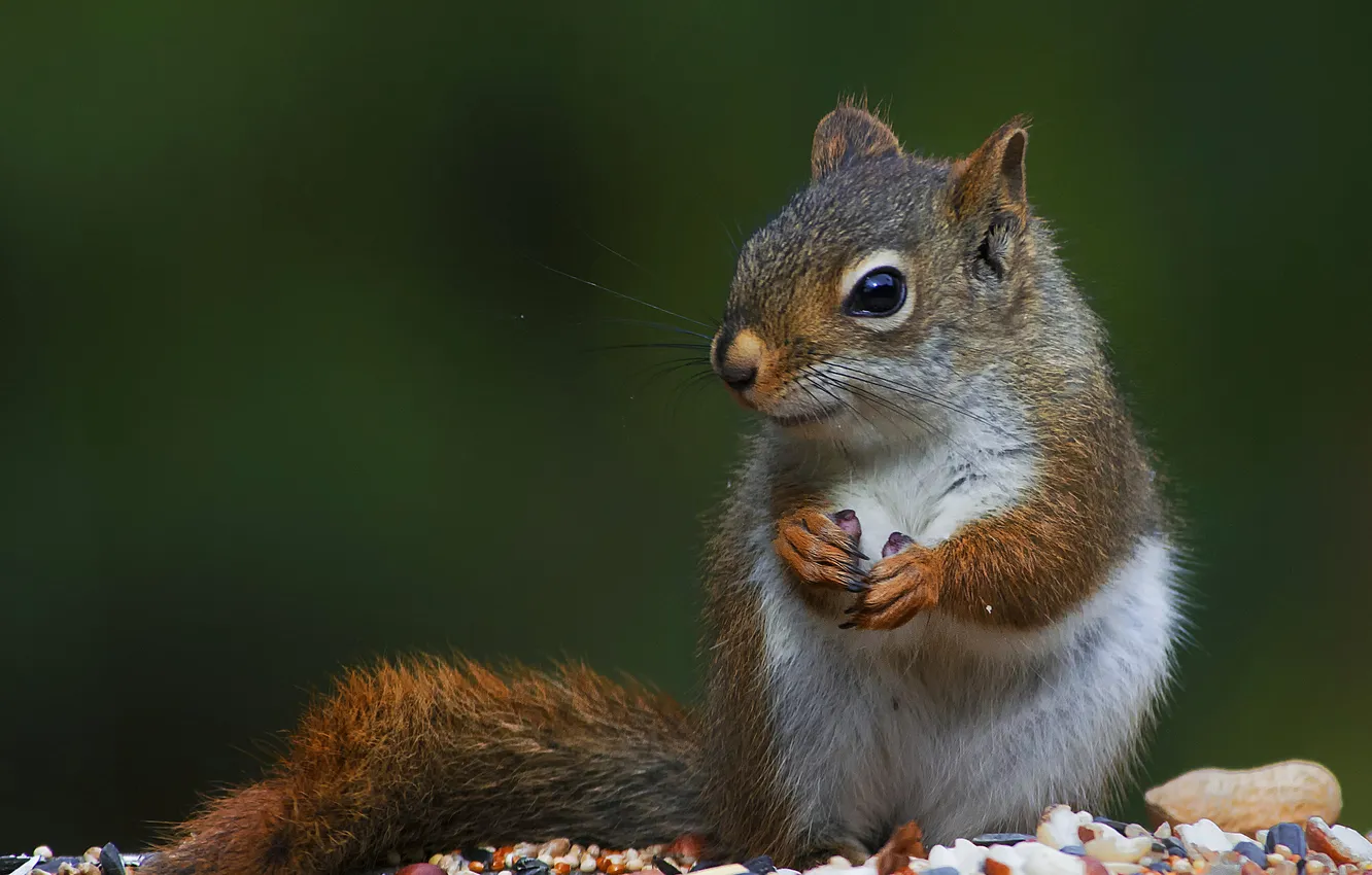 Photo wallpaper food, protein, nuts, seeds, squirrel
