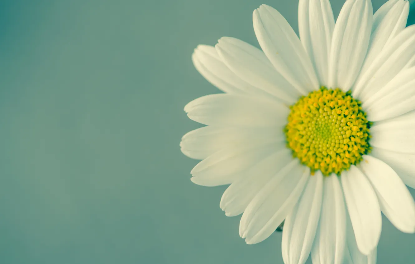 Photo wallpaper flowers, spring, petals