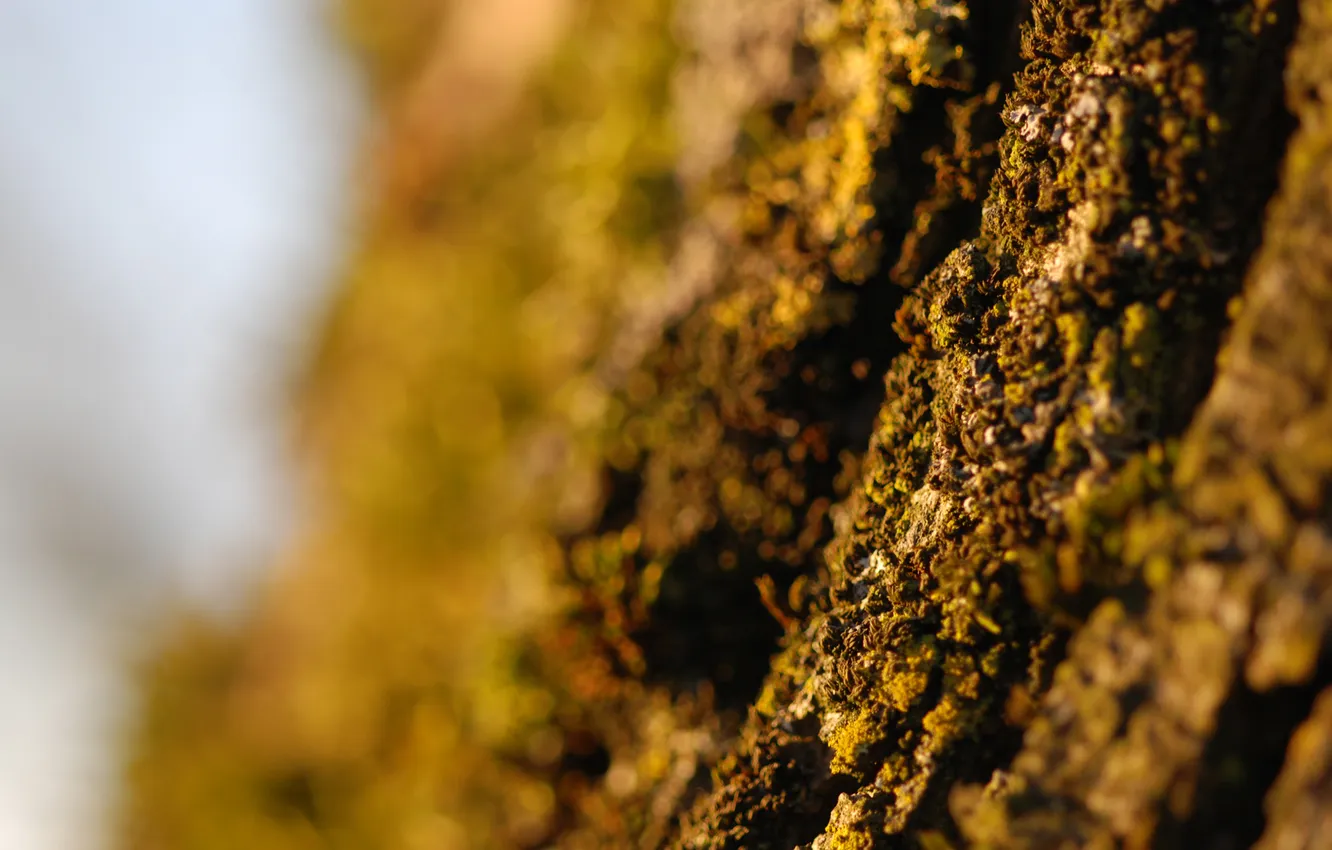 Photo wallpaper trees, nature, focus, trunk, bark