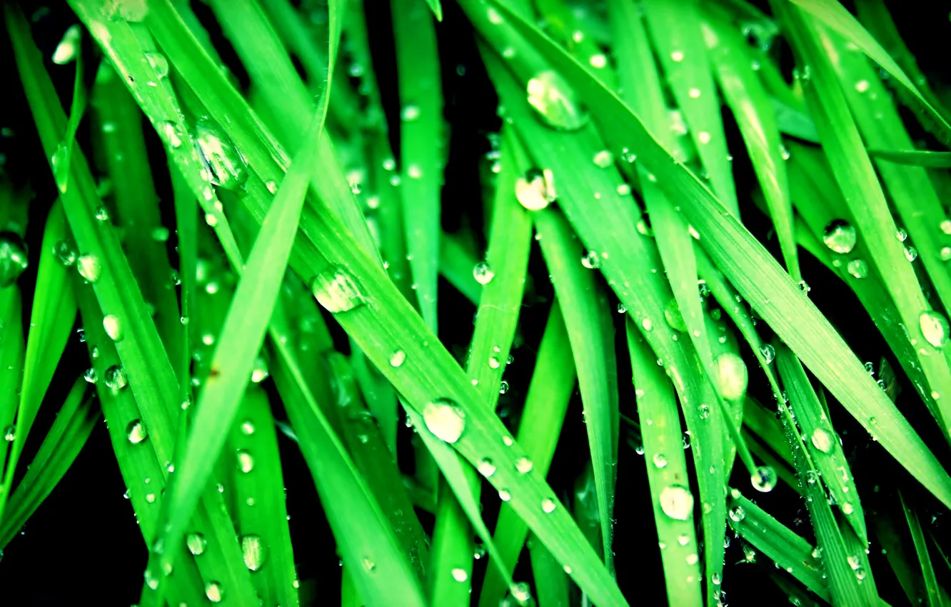 Photo wallpaper green, grass, nature