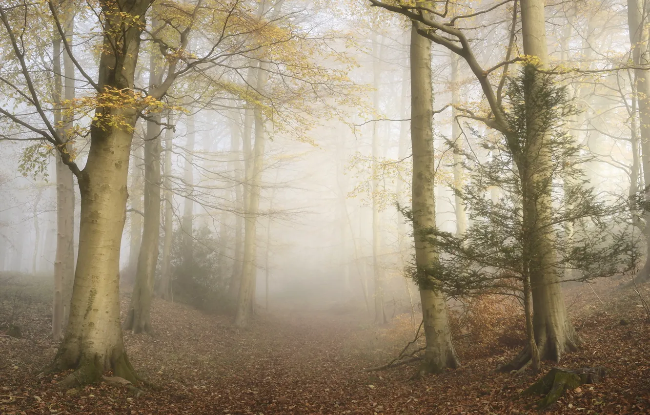 Photo wallpaper autumn, forest, fog