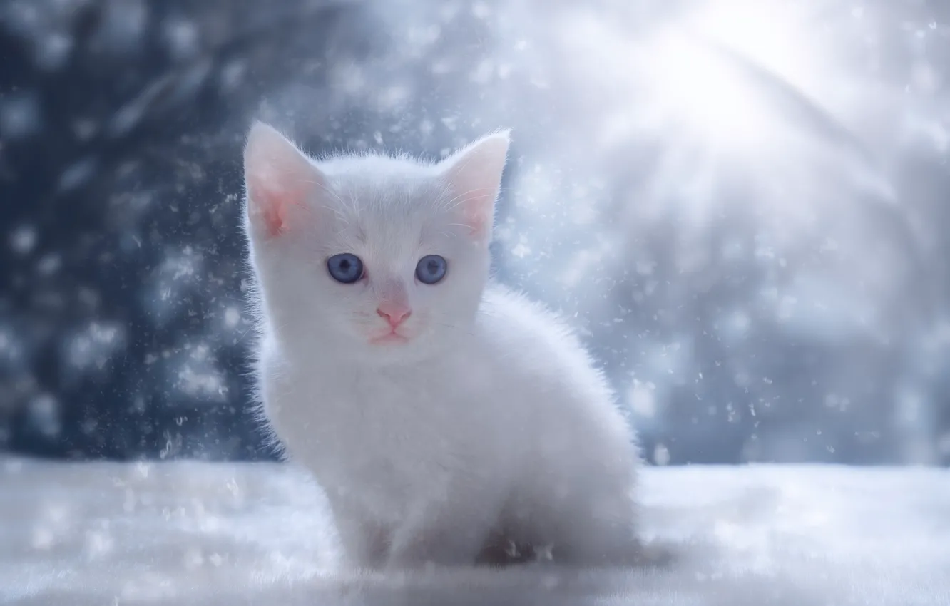 Photo wallpaper snow, kitty, baby, white kitten