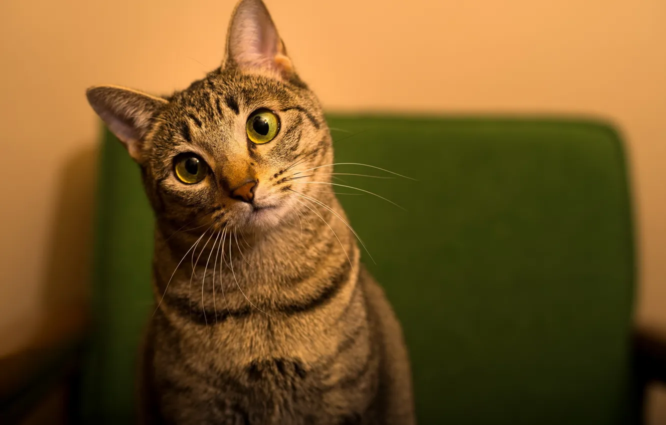 Photo wallpaper green eyes, Cat, animal, closeup, feline