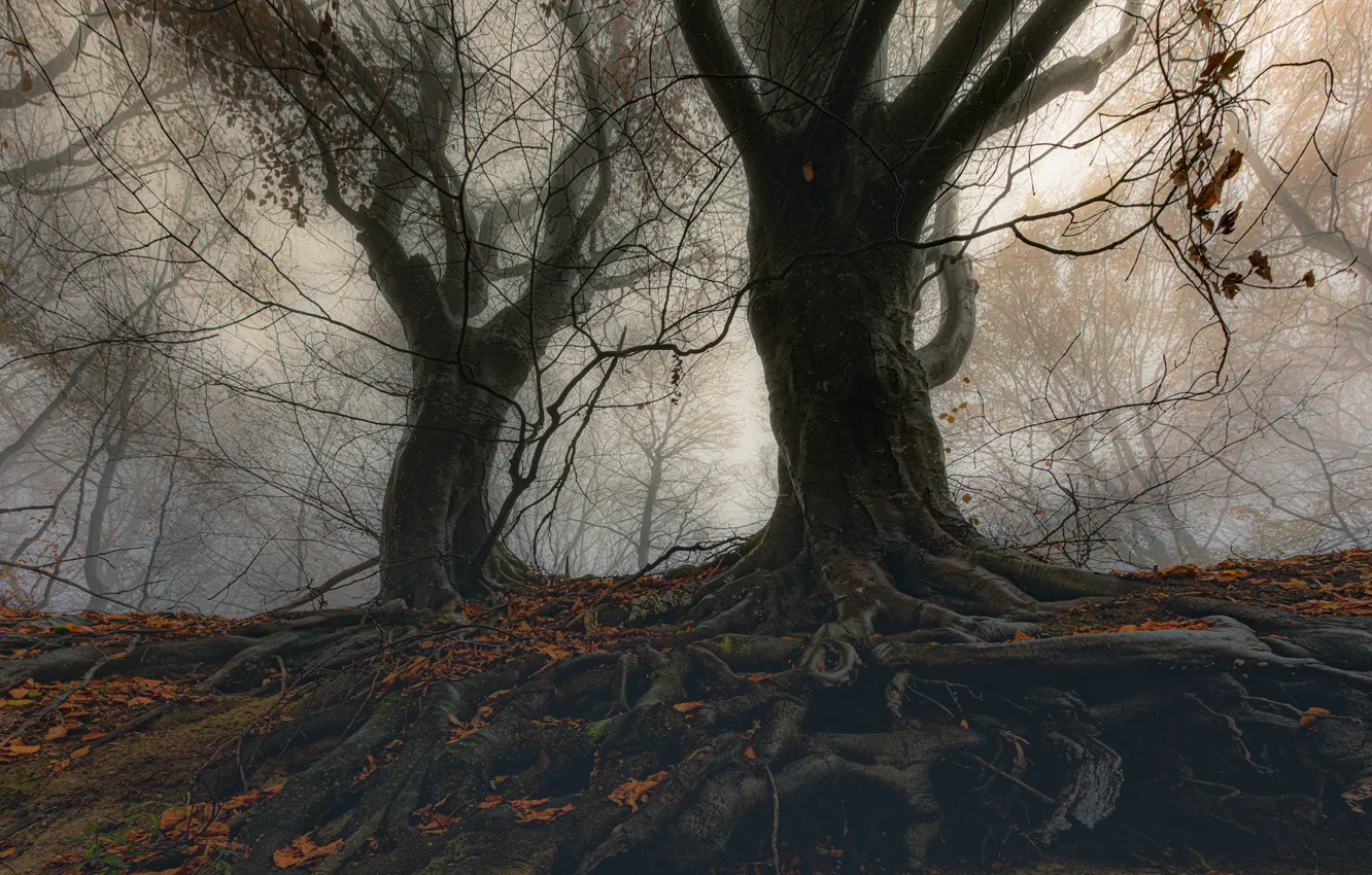 Photo wallpaper trees, nature, roots