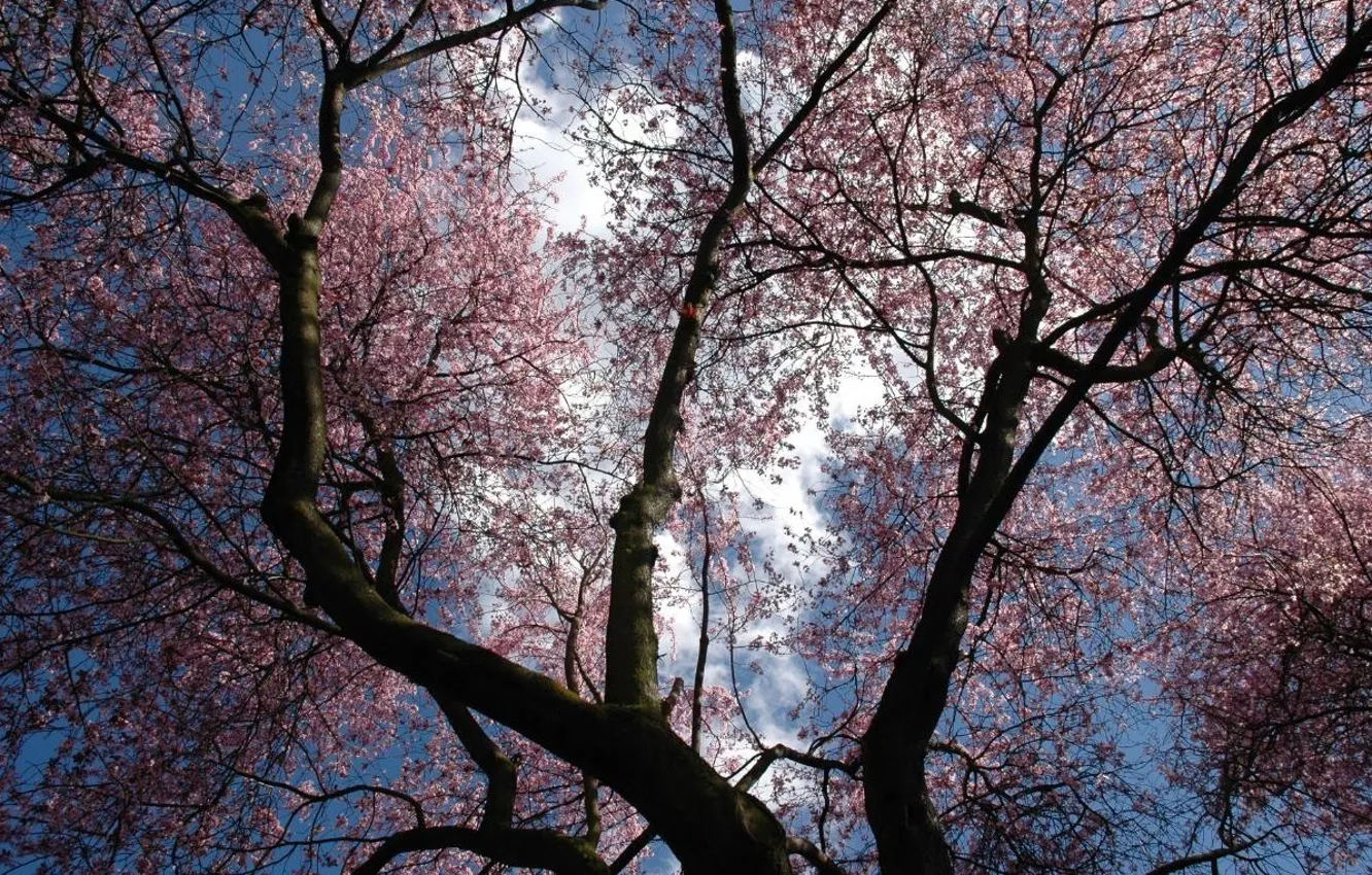 Photo wallpaper purple, the sky, trees, flowers