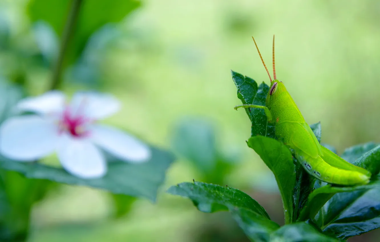 Photo wallpaper leaves, macro, flowers, green, background, insect, grasshopper