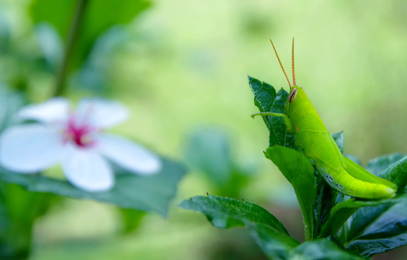 Photo wallpaper flower, leaves, macro, green, background, insect, grasshopper