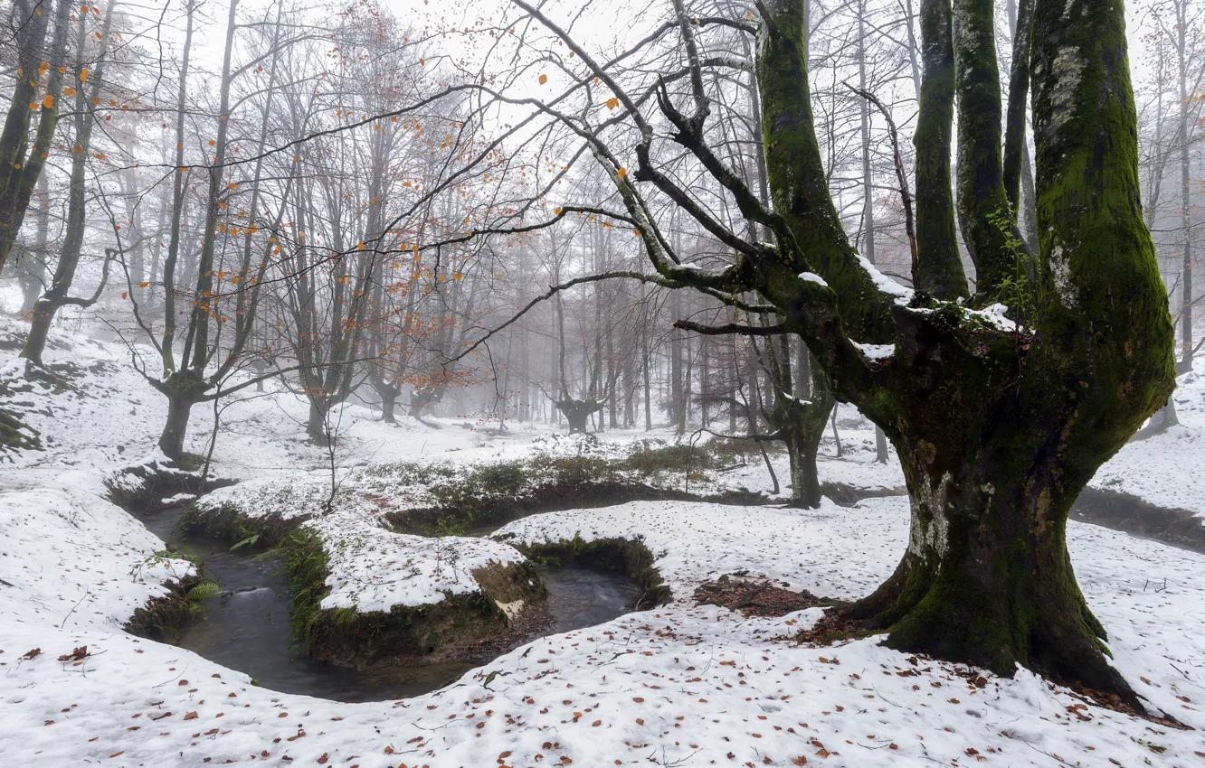 Photo wallpaper forest, snow, nature