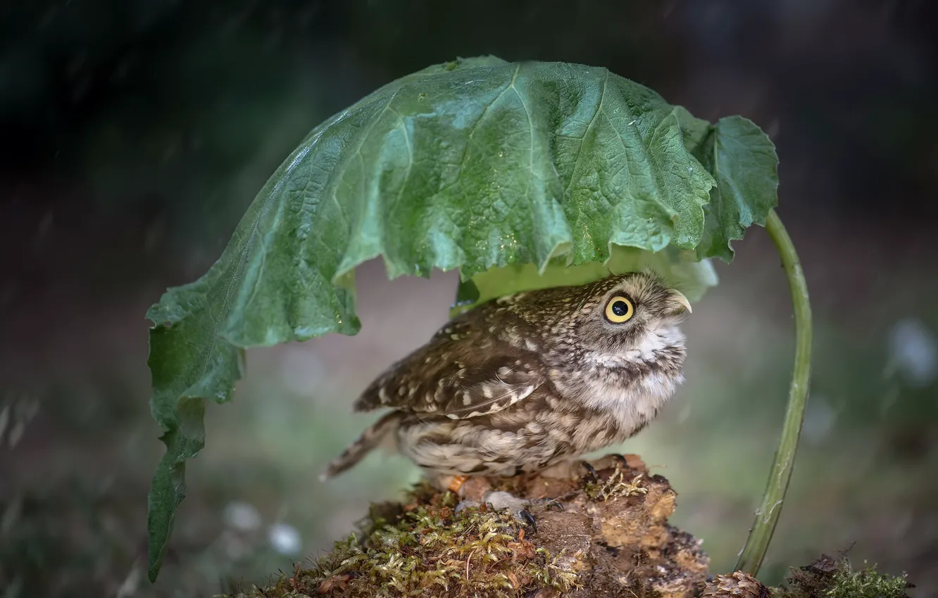 Photo wallpaper nature, sheet, rain, bird, Little Owl