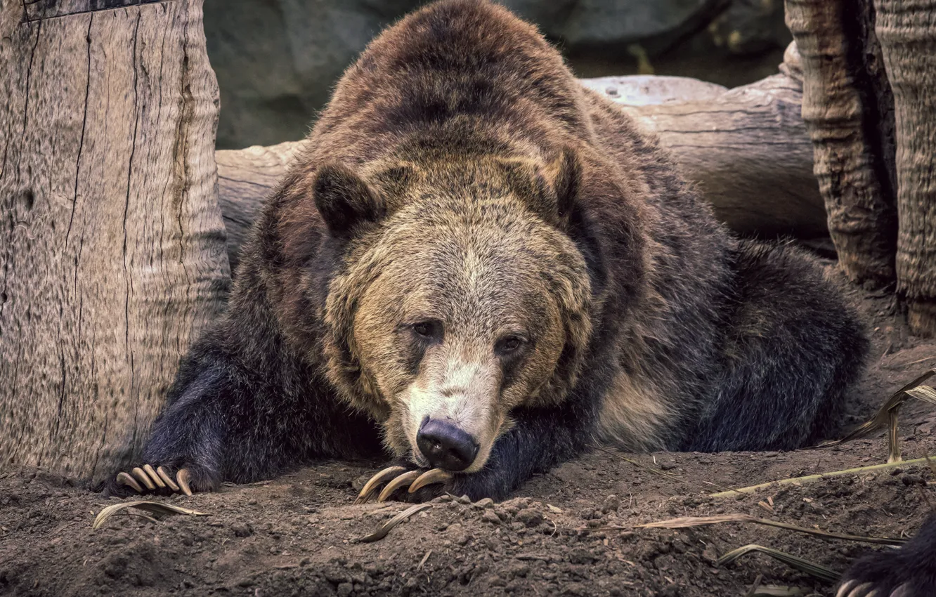 Photo wallpaper face, pose, bear, claws, lies, log, brown, the ground
