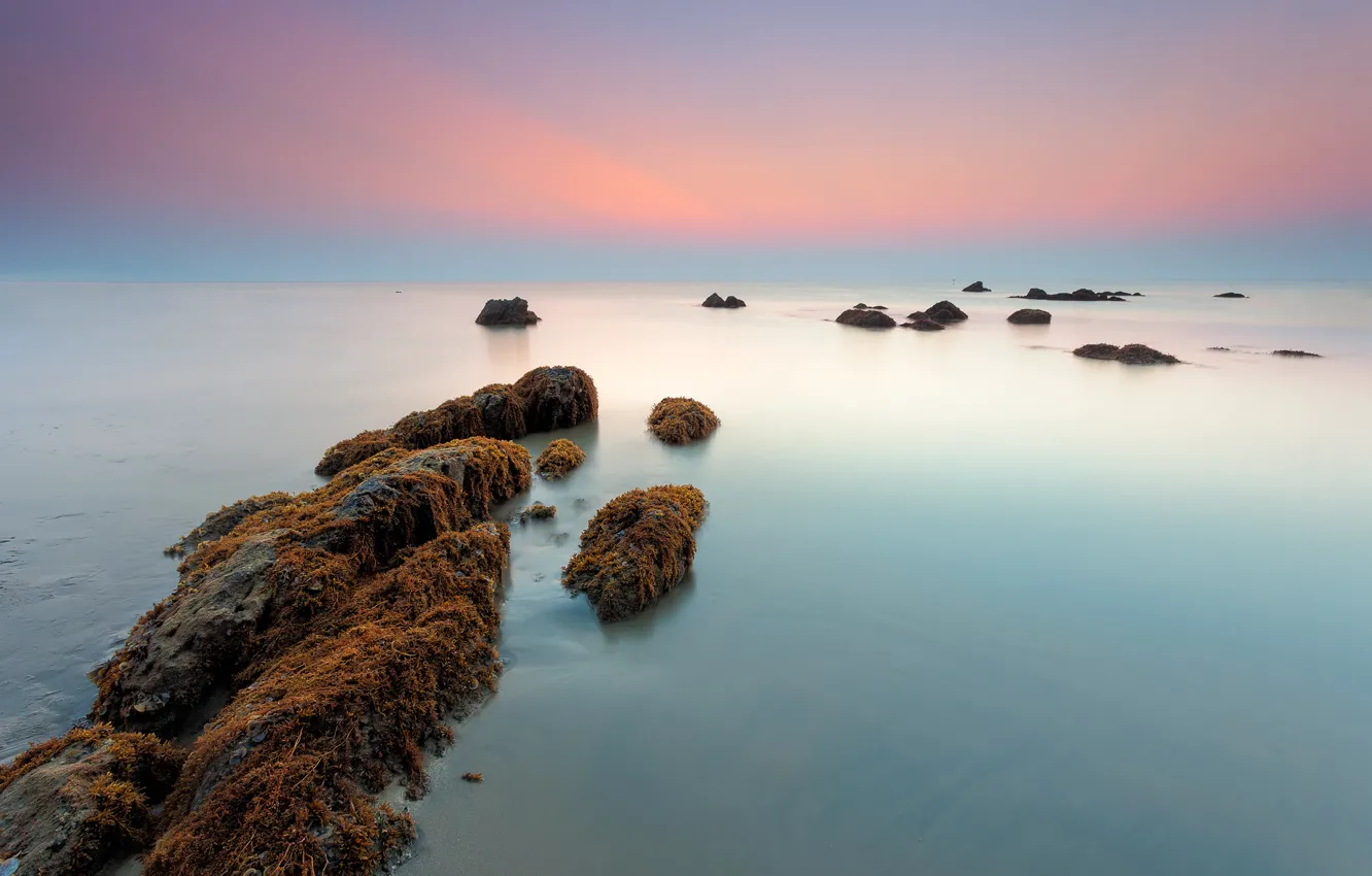 Photo wallpaper sea, algae, stones, dawn, morning