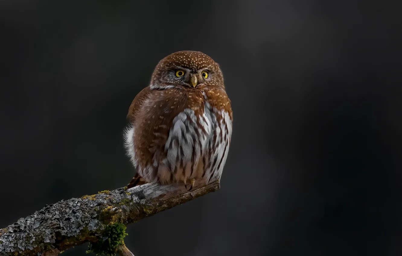 Photo wallpaper nature, bird, Northern Pygmy-Owl