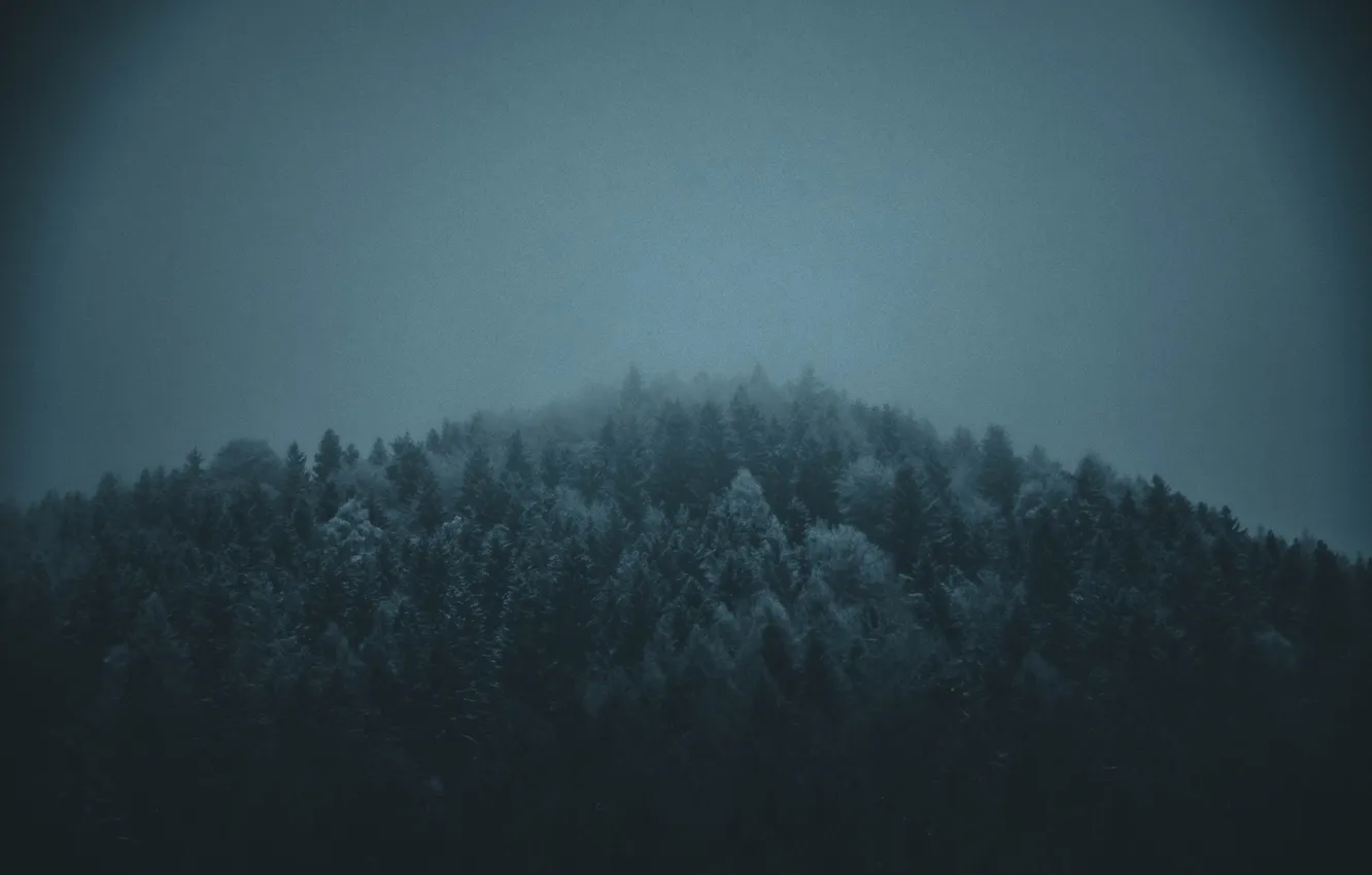 Photo wallpaper forest, trees, landscape, nature, fog, the darkness, twilight