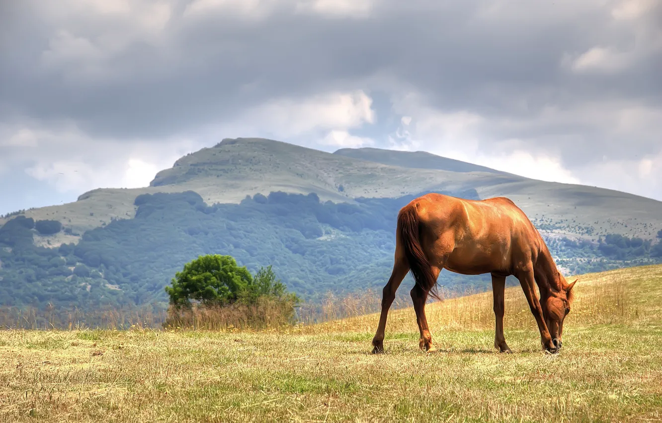 Photo wallpaper field, summer, the sky, grass, clouds, landscape, mountains, nature