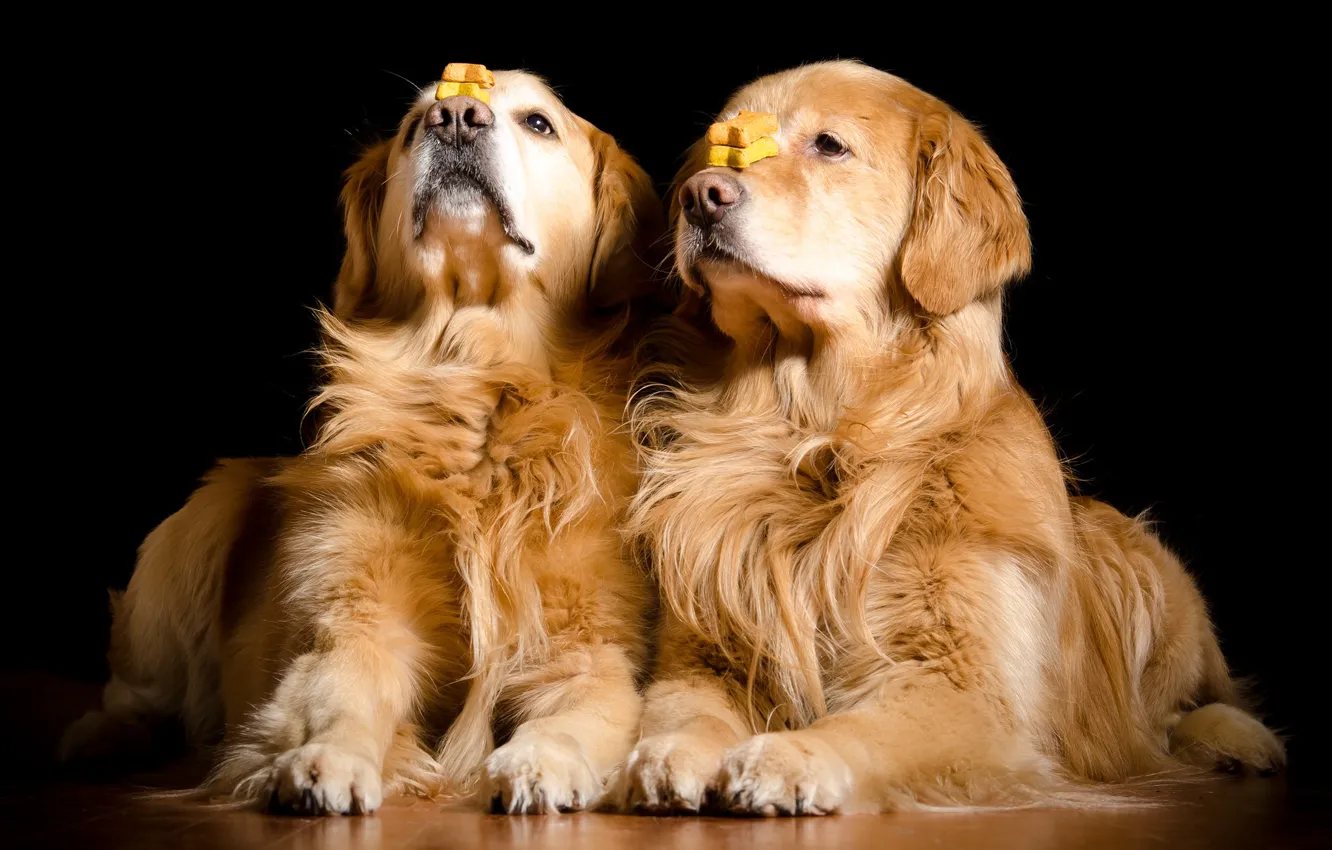 Photo wallpaper dogs, background, pair