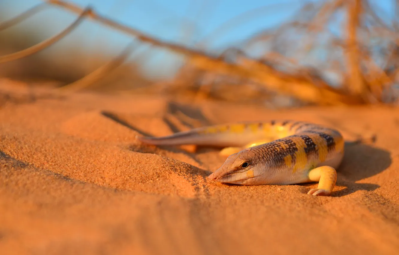 Photo wallpaper sand, lizard, Varan