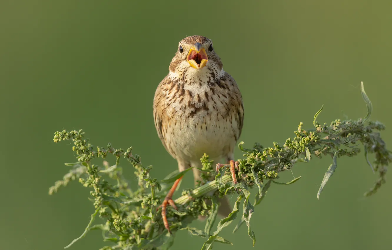 Photo wallpaper branches, bird, corn bunting