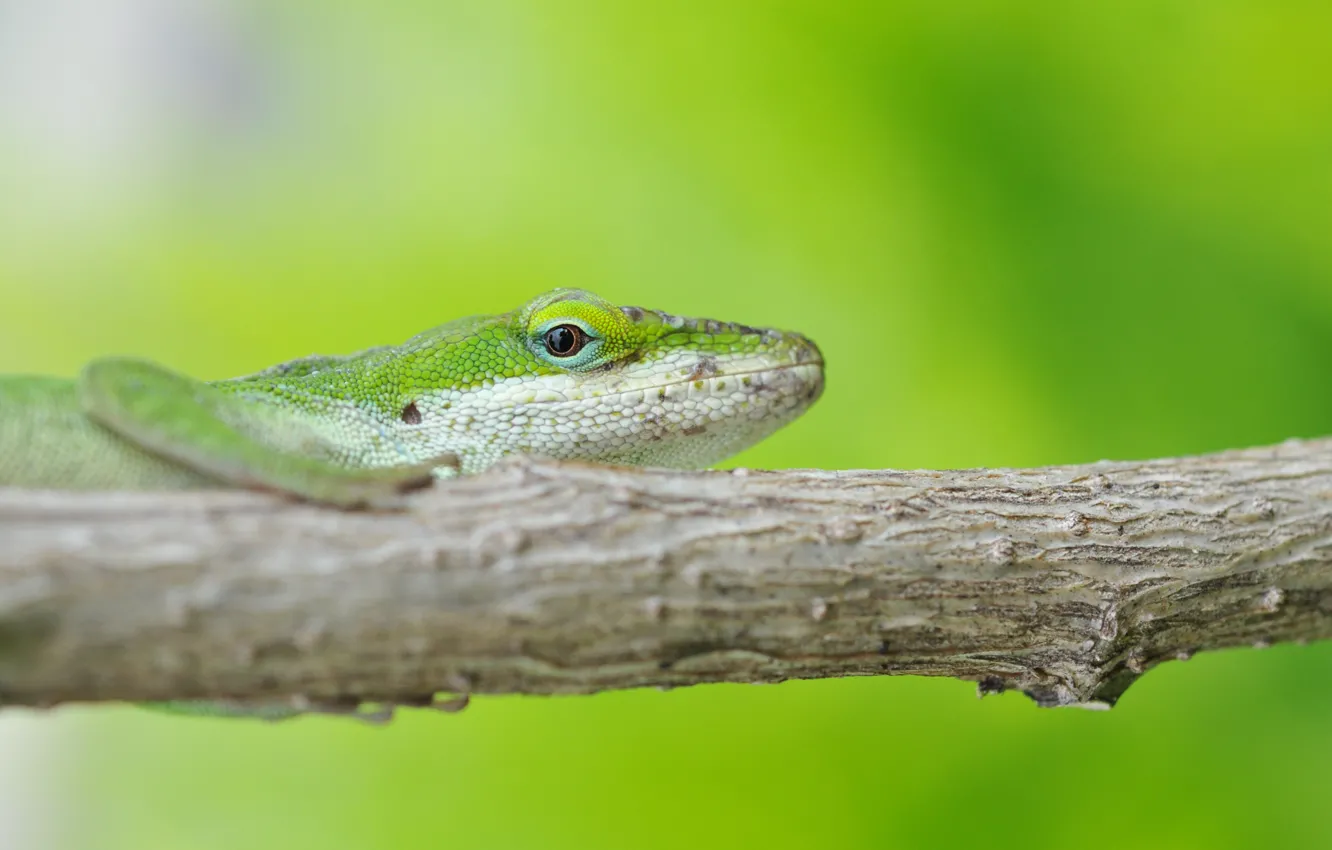 Photo wallpaper green, background, branch, lizard