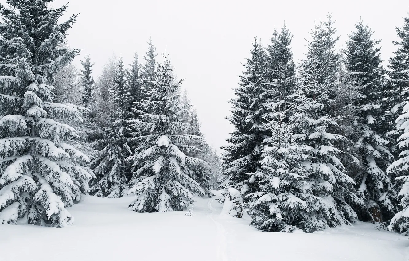 Photo wallpaper winter, forest, snow, tree