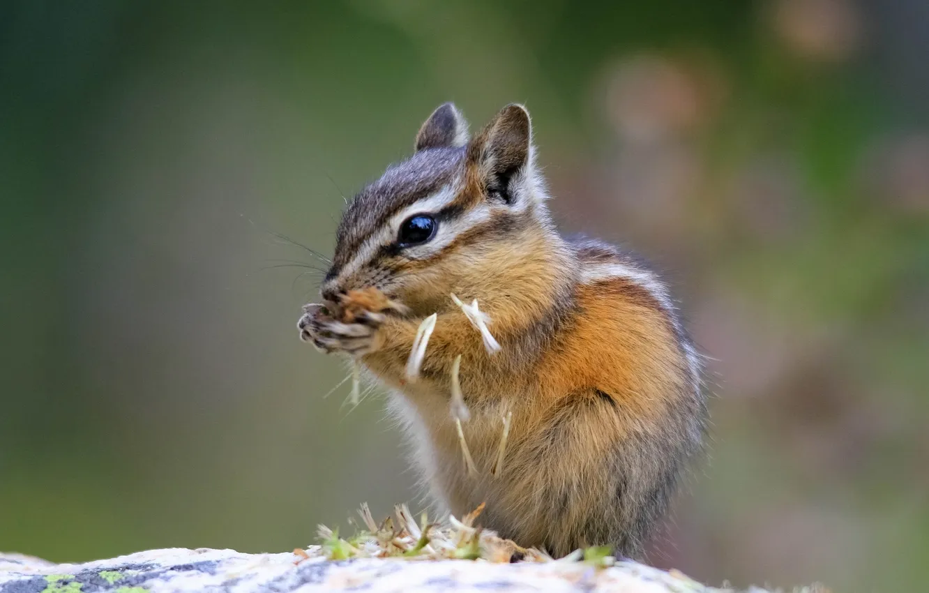 Photo wallpaper Chipmunk, rodent, meal