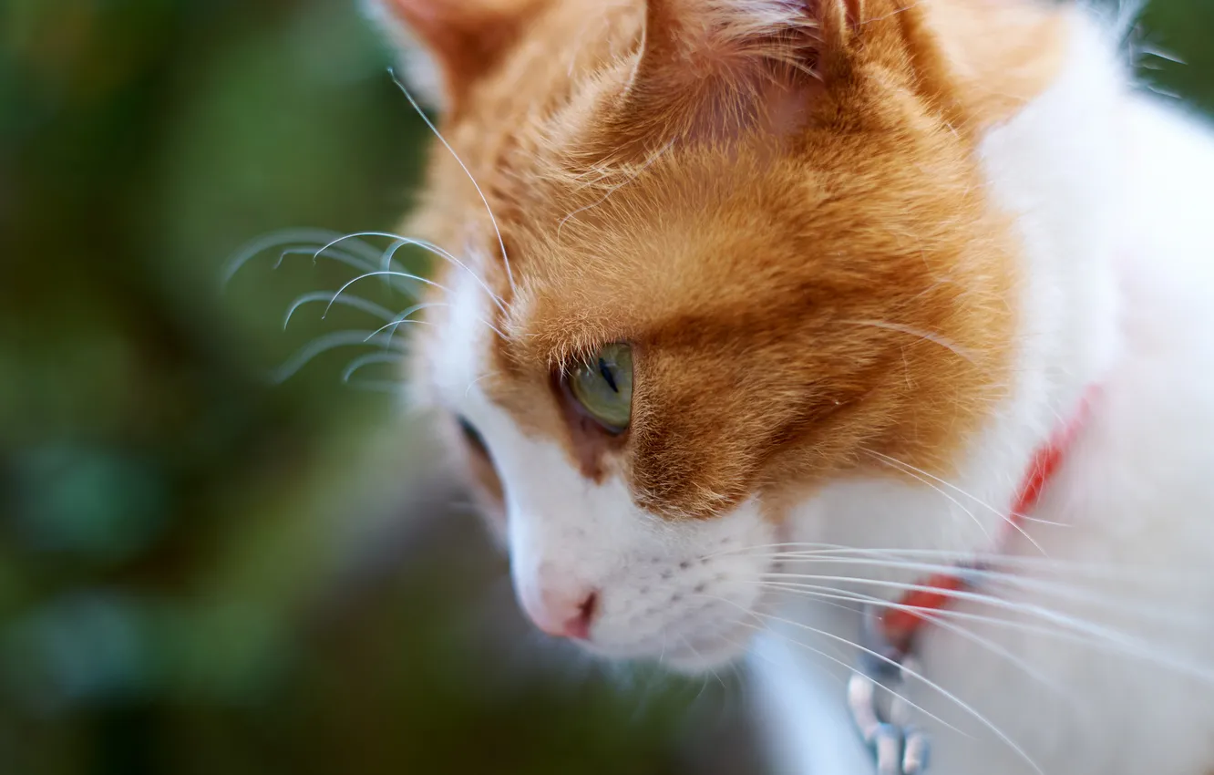 Photo wallpaper cat, cat, face, muzzle, profile, white-red