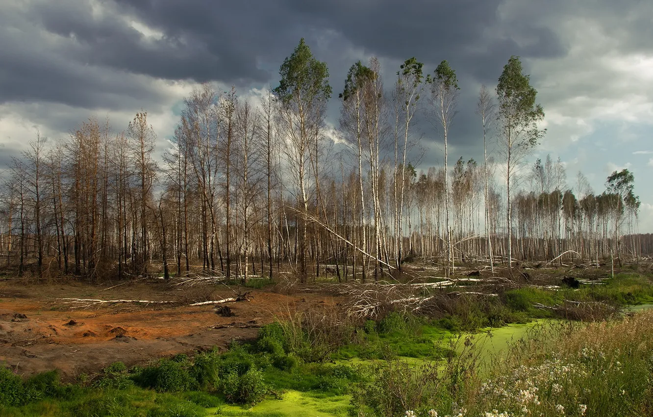 Photo wallpaper forest, the sky, trees, nature