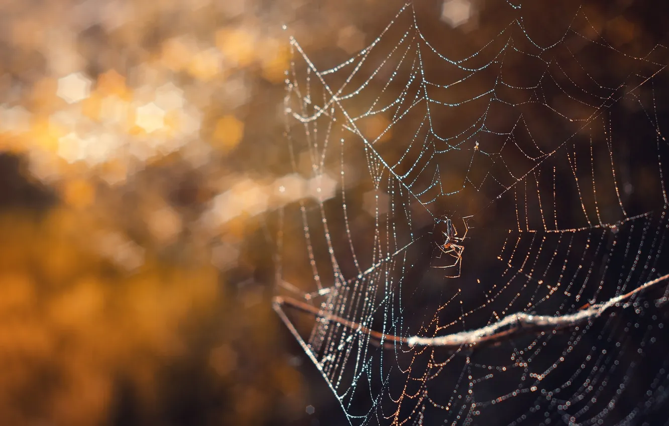 Photo wallpaper nature, web, spider