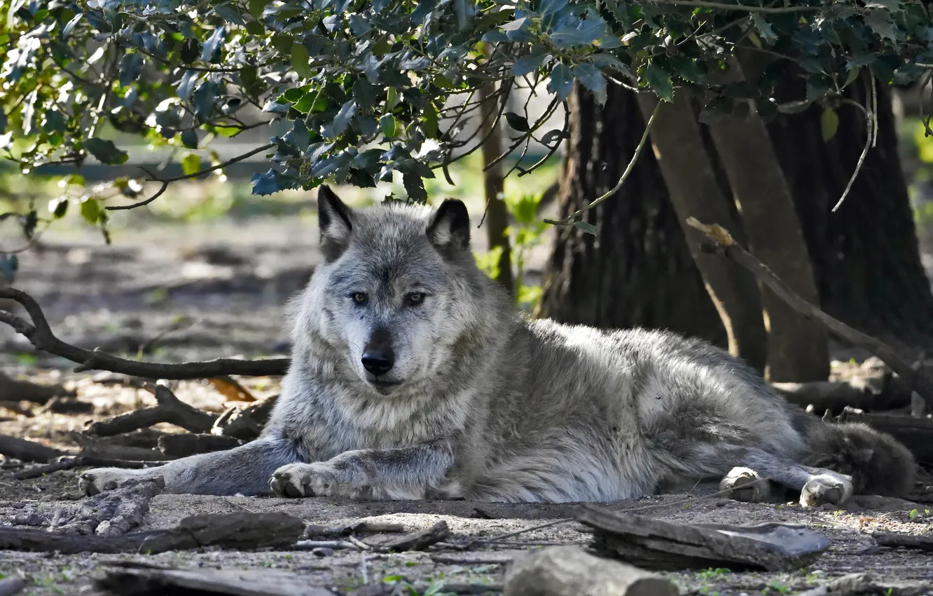 Photo wallpaper branches, stay, wolf, predator