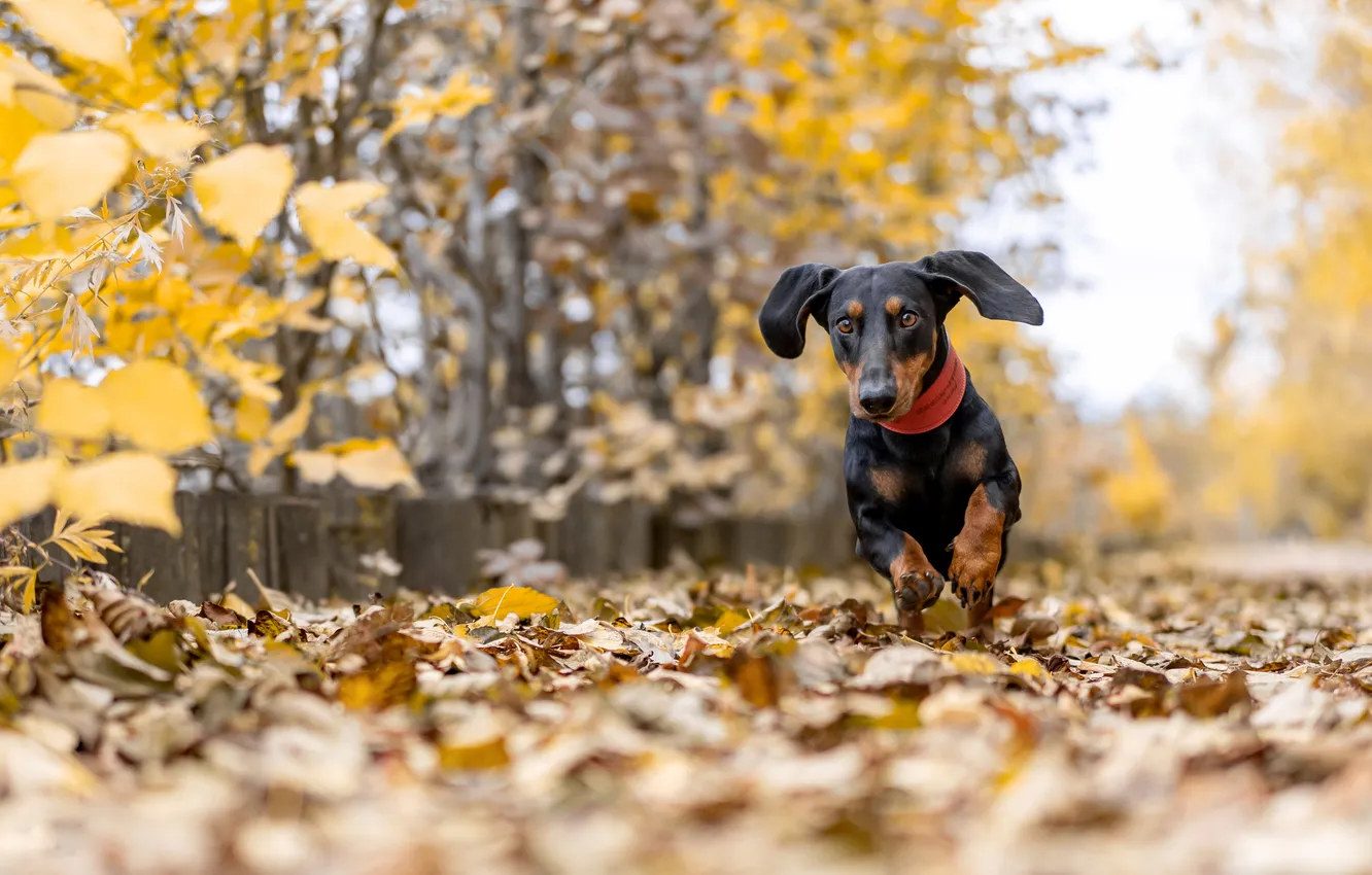 Photo wallpaper autumn, dachshund, running