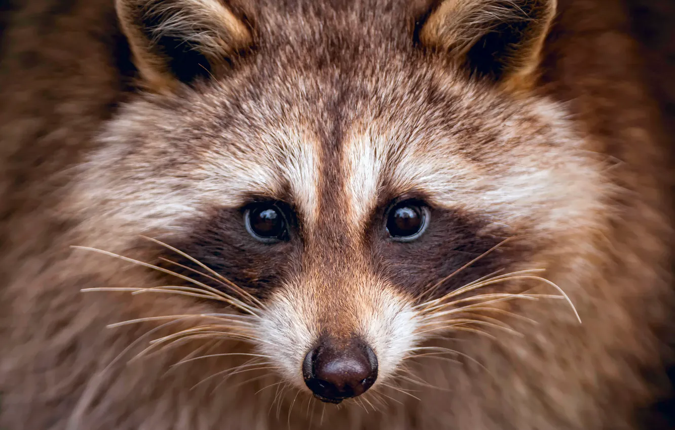 Photo wallpaper face, portrait, raccoon