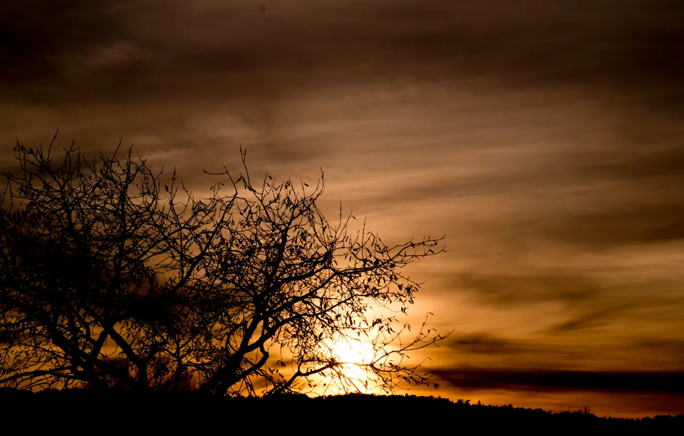 Photo wallpaper light, sunset, autumn, tree, sun, shadow, foggy, gloomy