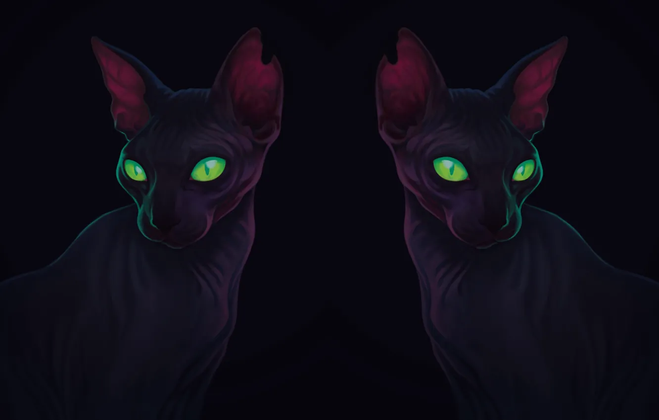 Photo wallpaper cat, face, cat, bald, ears, face, ears, Sphinx