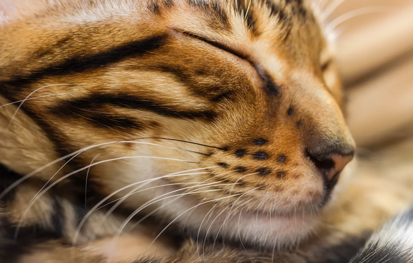 Photo wallpaper cat, cat, face, sleep